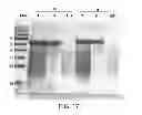 Fig. 18 - Compositions comprising fibrous polypeptides and polysaccharides