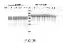Fig. 19 - Compositions comprising fibrous polypeptides and polysaccharides
