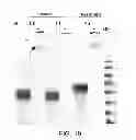 Fig. 20 - Compositions comprising fibrous polypeptides and polysaccharides