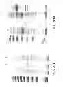 Fig. 23 - Compositions comprising fibrous polypeptides and polysaccharides