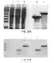 Fig. 24 - Compositions comprising fibrous polypeptides and polysaccharides