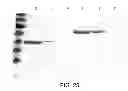 Fig. 26 - Compositions comprising fibrous polypeptides and polysaccharides