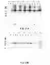 Fig. 28 - Compositions comprising fibrous polypeptides and polysaccharides