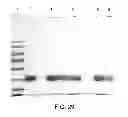 Fig. 30 - Compositions comprising fibrous polypeptides and polysaccharides