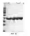 Fig. 31 - Compositions comprising fibrous polypeptides and polysaccharides