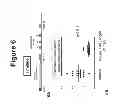 Fig. 07 - Peptides and compositions for treatment of joint damage