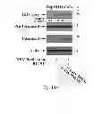 Fig. 22 - METHOD FOR ASSESSING A LIVER OF A PATIENT HAVING A CHRONIC HEPATITIS B VIRUS INFECTION