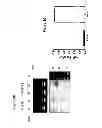 Fig. 04 - Composition and methods for modulating cell proliferation and cell death
