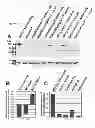 Fig. 20 - Dual-AAV vector-based systems and methods for delivering oversized genes to mammalian cells