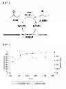 Fig. 02 - Enzyme function modification method and enzyme variant thereof