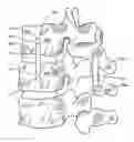 Fig. 01 - METHODS FOR CORRECTING SPINAL DEFORMITIES
