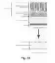 Fig. 03 - TISSUE SCAFFOLDS DERIVED FROM FORESTOMACH EXTRACELLULAR MATRIX