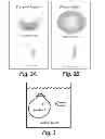 Fig. 04 - TISSUE SCAFFOLDS DERIVED FROM FORESTOMACH EXTRACELLULAR MATRIX