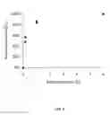 Fig. 06 - Bone graft substitute in the form of an implantable three-dimensional scaffold and method of manufacturing same