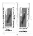 Fig. 08 - Agronomically elite soybeans with high β-conglycinin content