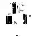 Fig. 07 - SMALL VIRAL RNA MOLECULES AND USES THEREOF