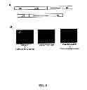 Fig. 09 - SMALL VIRAL RNA MOLECULES AND USES THEREOF