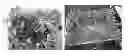 Fig. 01 - ROOT SOAKING METHOD TO PRODUCE DOUBLE HAPLOID INBRED LINES IN CORN