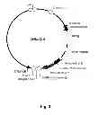 Fig. 04 - Multi-Gene Expression Vehicle