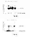 Fig. 07 - Multi-Gene Expression Vehicle