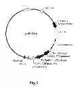 Fig. 08 - Multi-Gene Expression Vehicle