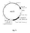 Fig. 22 - Multi-Gene Expression Vehicle