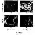Fig. 28 - Multi-Gene Expression Vehicle