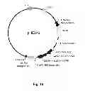Fig. 30 - Multi-Gene Expression Vehicle