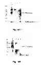 Fig. 33 - Multi-Gene Expression Vehicle