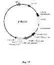 Fig. 34 - Multi-Gene Expression Vehicle
