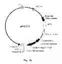 Fig. 37 - Multi-Gene Expression Vehicle