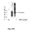 Fig. 43 - Multi-Gene Expression Vehicle