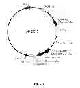 Fig. 44 - Multi-Gene Expression Vehicle