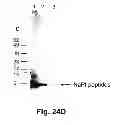 Fig. 47 - Multi-Gene Expression Vehicle