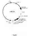 Fig. 55 - Multi-Gene Expression Vehicle