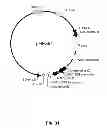Fig. 58 - Multi-Gene Expression Vehicle