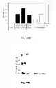 Fig. 63 - Multi-Gene Expression Vehicle
