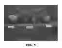 Fig. 06 - Apple tree named 'REGAL 11-79'