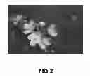 Fig. 03 - Apple tree named 'Regal 13-82'
