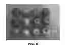 Fig. 06 - Apple tree named 'Regal 13-82'