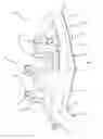 Fig. 01 - Goal tender leg pad