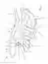 Fig. 03 - Goal tender leg pad