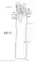 Fig. 03 - Glove with improved finger areas