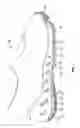Fig. 02 - FOOTWEAR WITH PONTOON SOLE STRUCTURE