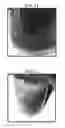 Fig. 07 - Plant-based compositions and uses thereof