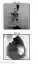 Fig. 09 - Plant-based compositions and uses thereof