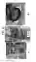 Fig. 16 - Plant-based compositions and uses thereof