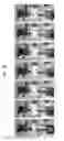 Fig. 18 - Plant-based compositions and uses thereof