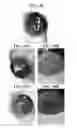 Fig. 28 - Plant-based compositions and uses thereof
