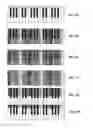 Fig. 32 - Musical Note Learning System